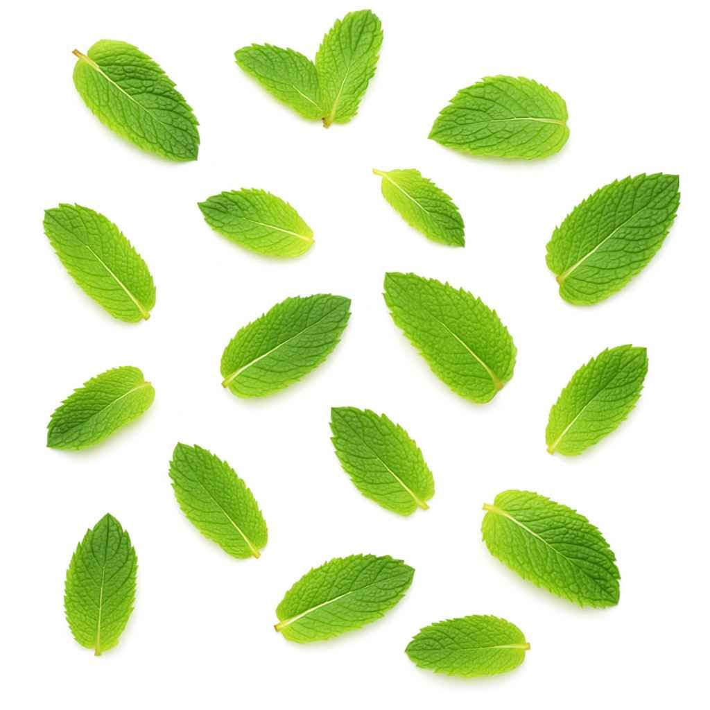 Feuilles de menthe et rondelles de citron vert pour la déco (optionnel)