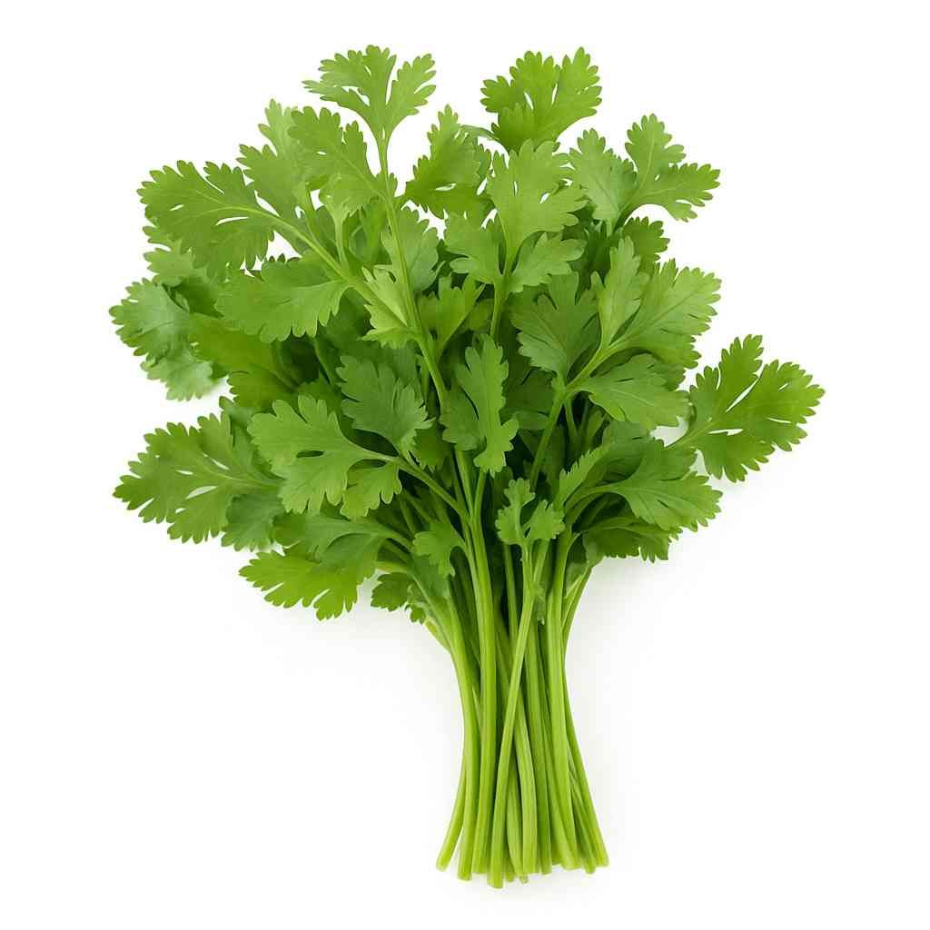 Quelques feuilles de coriandre fraîche ou persil pour servir