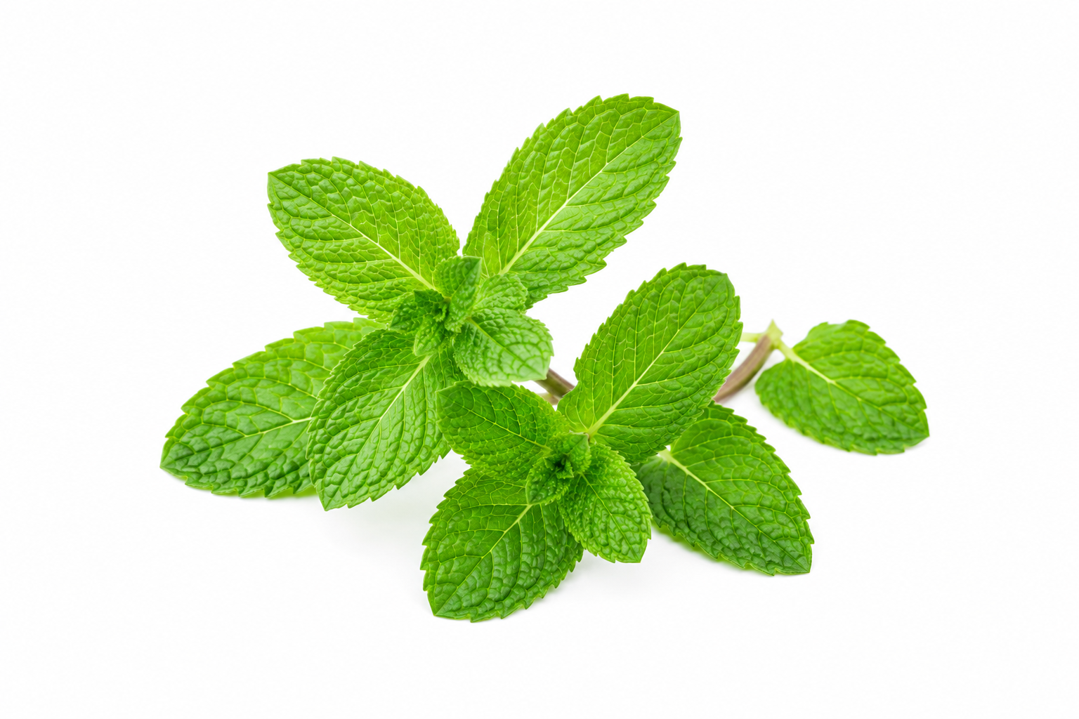 10 feuilles de menthe fraîche ciselées