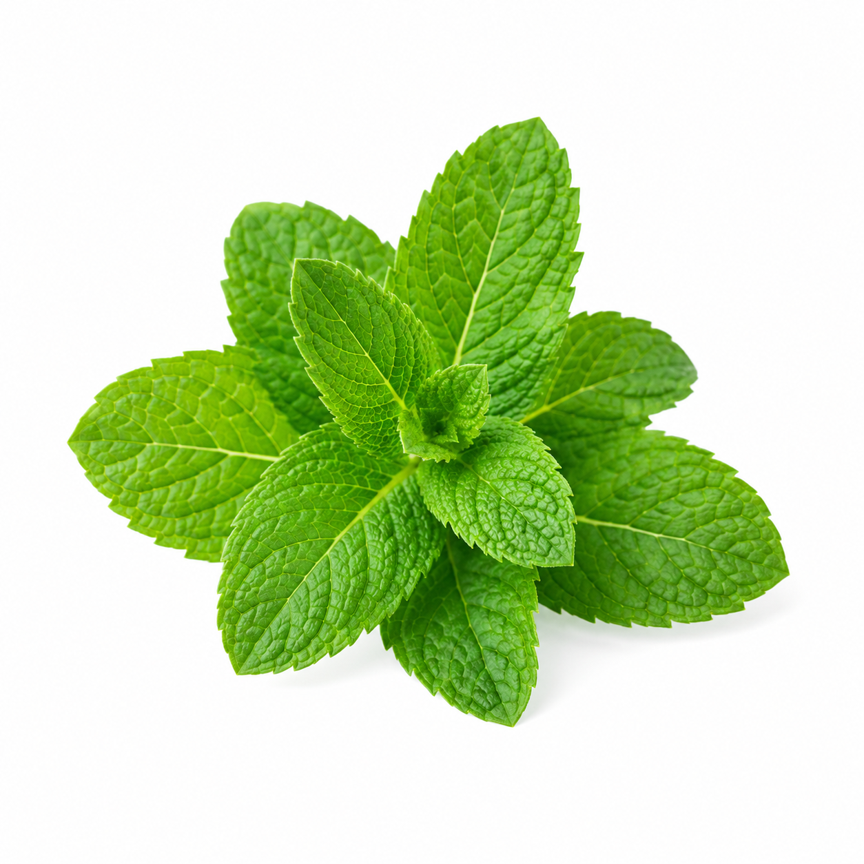 Quelques feuilles de menthe fraîche