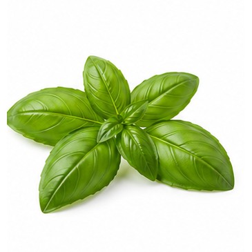 Quelques feuilles de basilic frais